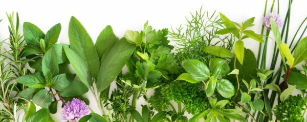 plantes aromatiques